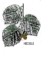 nocciolo.gif (13246 byte)